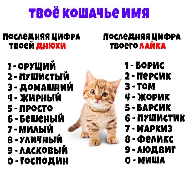 Модные, яркие и современные клички котов и кошек - стильные имена для котят мальчиков и девочек