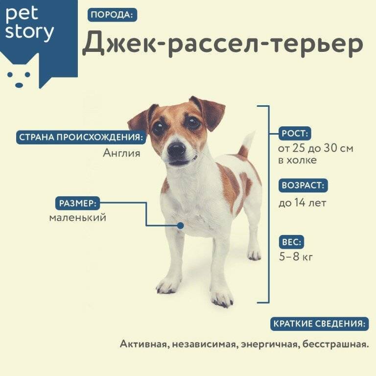 До какого возраста растут собаки мелких, средних и крупных пород. рост и этапы развития породистых и дворовых псов. как определить сколько лет