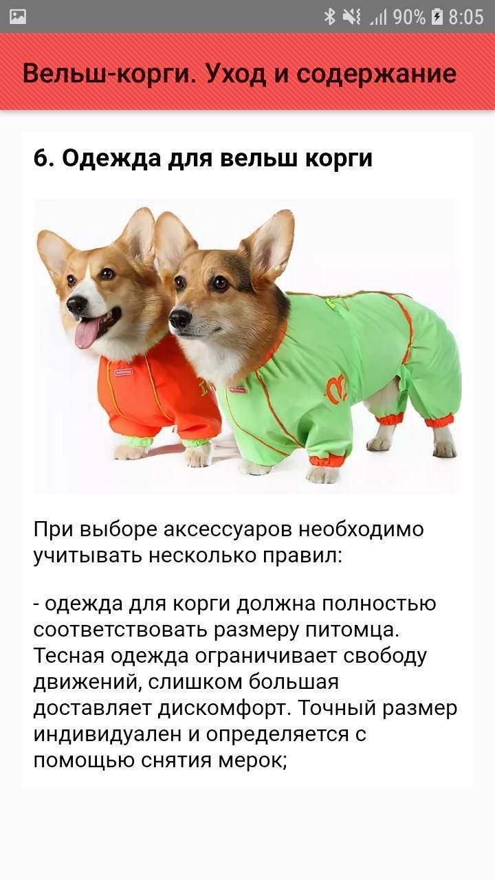 ᐉ как ухаживать за щенком корги? - zoomanji.ru