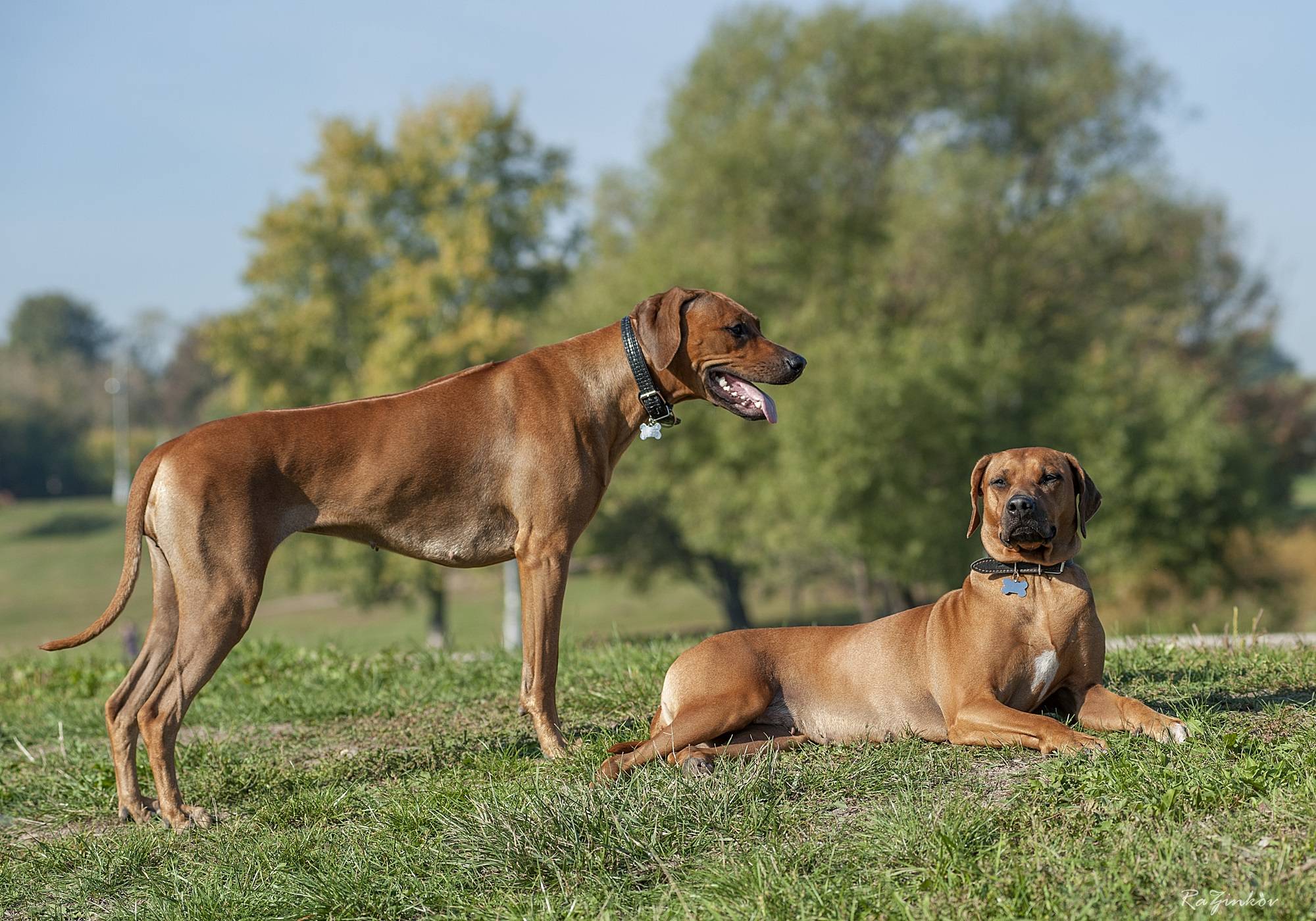 Родезийский риджбек: характеристика собаки, история породы и ее особенности (140 фото)