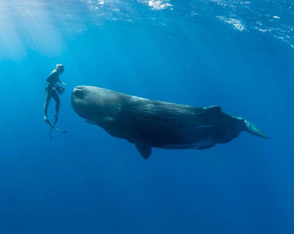 Кашалот (фото): огромное чудище со дна океана