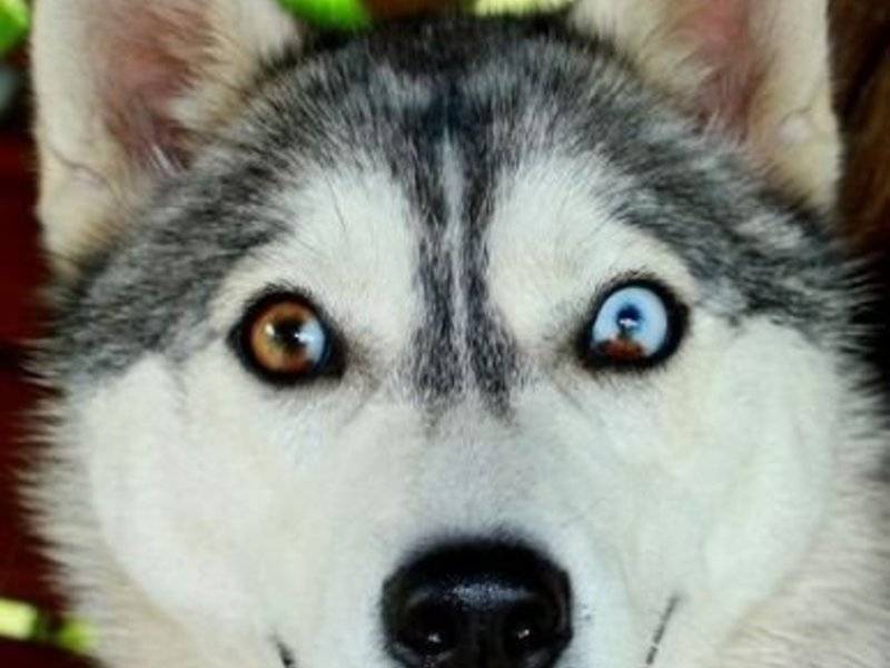 Какие глаза у хаски: 15 фото, щенки с голубими и разными глазами