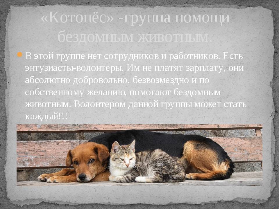 Как убрать бездомных собак с городских улиц - парламентская газета