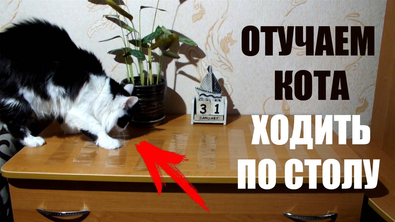 5 проверенных способов отучить кошку лазить по столу. - советы