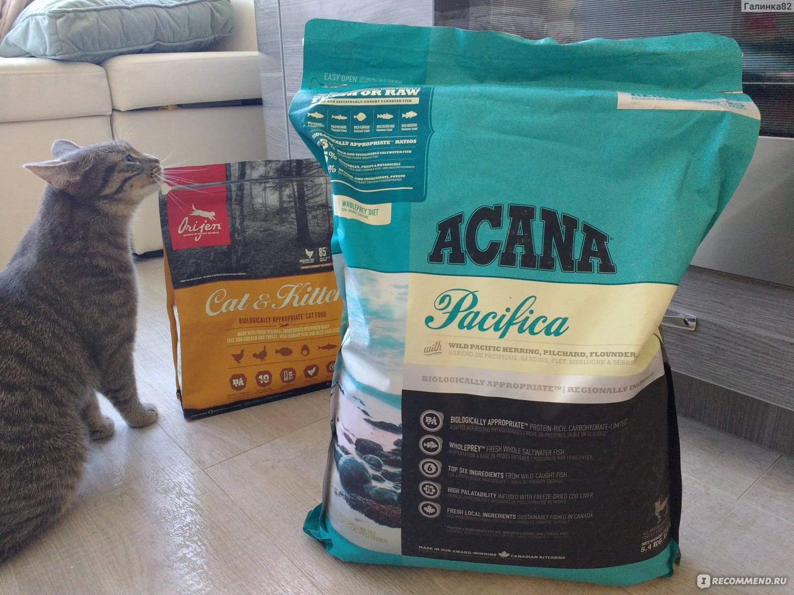 Acana (акана): обзор корма для кошек, состав, отзывы