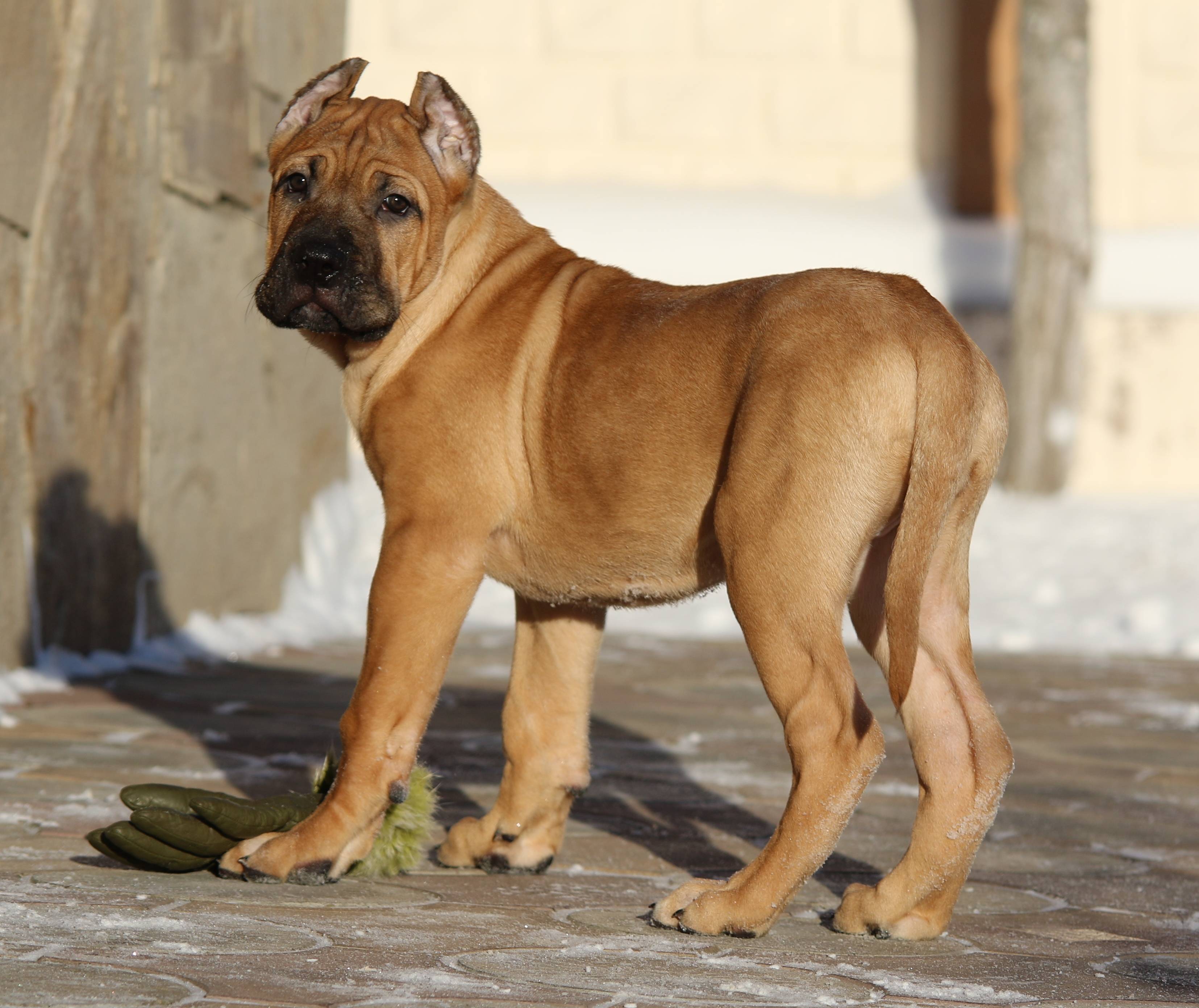 Как выглядят канарские доги: особенности внешности и характера породы собак