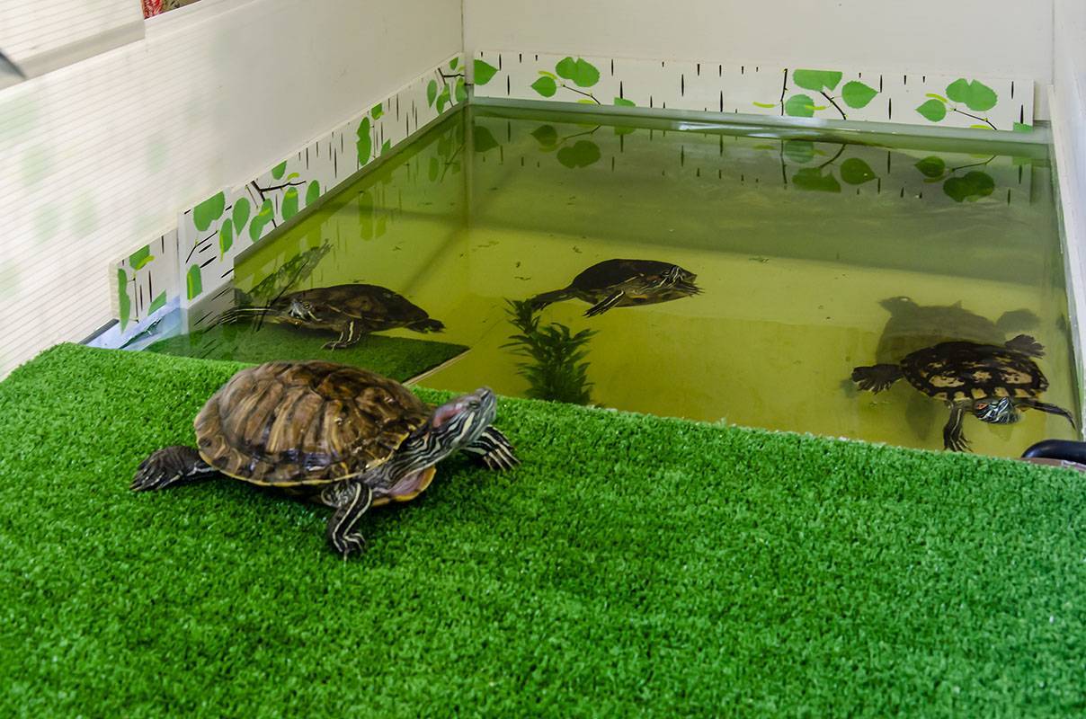 Содержание красноухих черепах в домашних условиях
