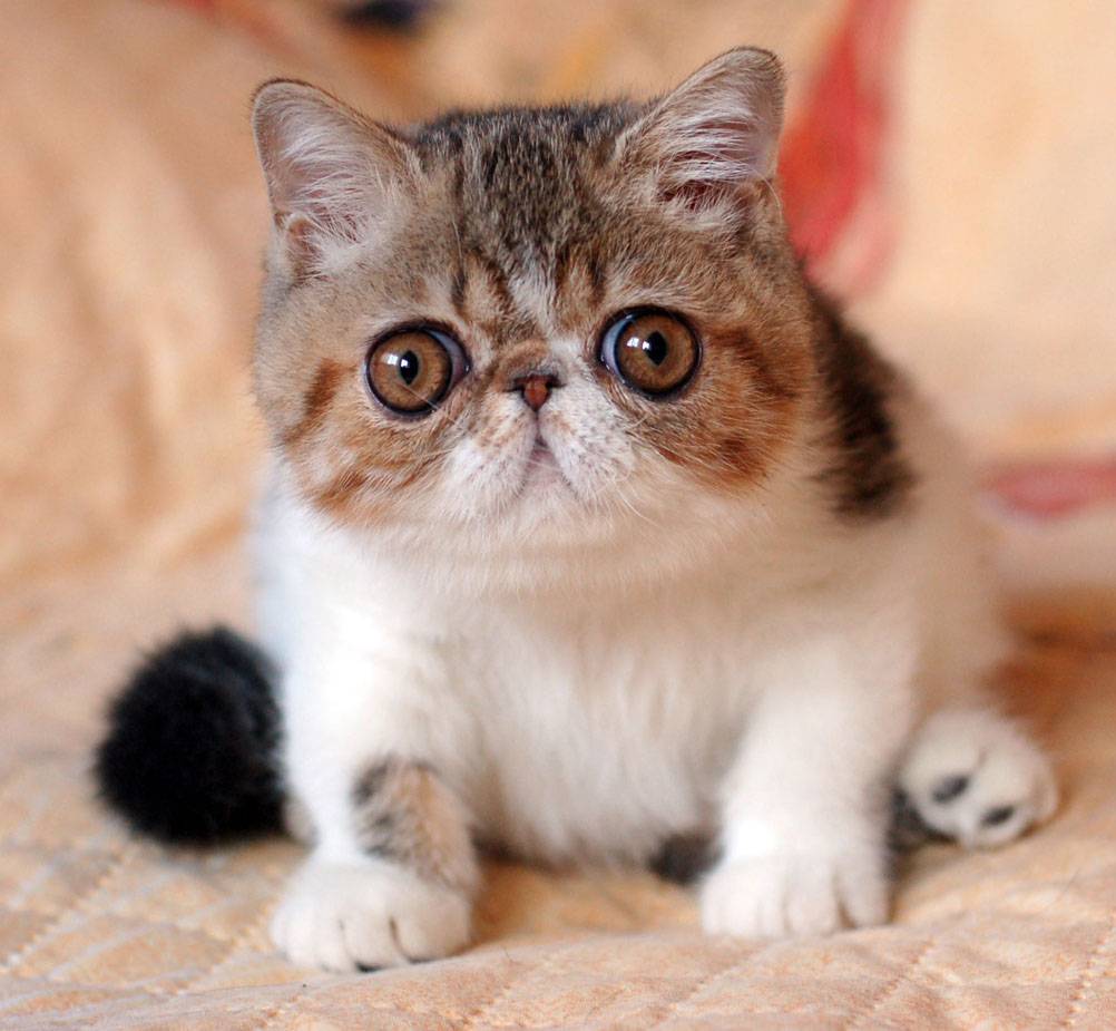 Экзотическая короткошерстная кошка фото, характер, описание породы экзот