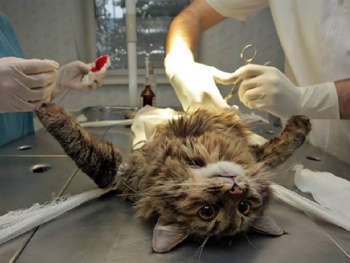 Сколько стоит стерилизация кошки и есть ли бесплатная