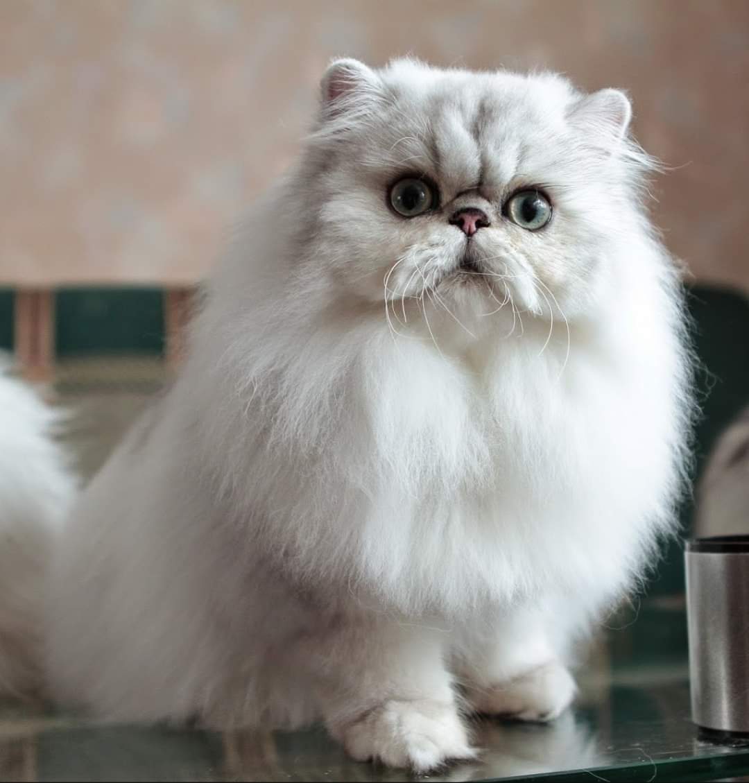 Персидская шиншилла: внешность, характер кошки, содержание и кормление