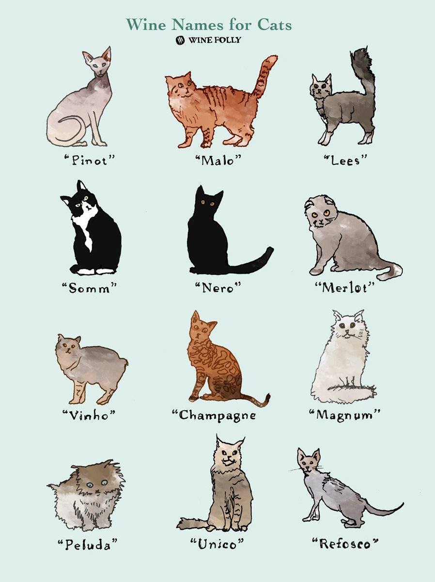 Красивые клички для кошки: по породе, со значением, для привлечения удачи и другие