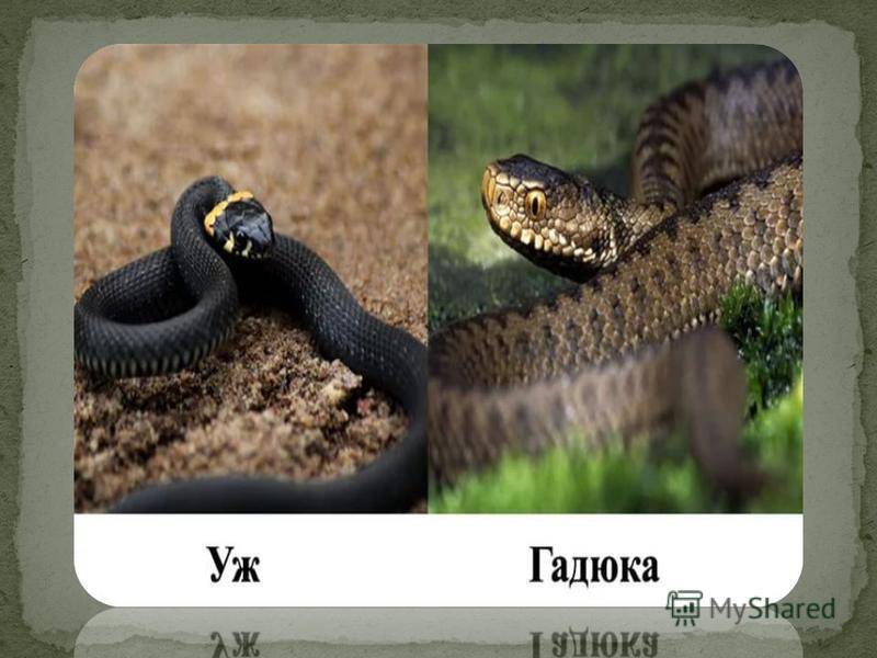 Как можно отпугнуть змей с дачного участка – все известные способы