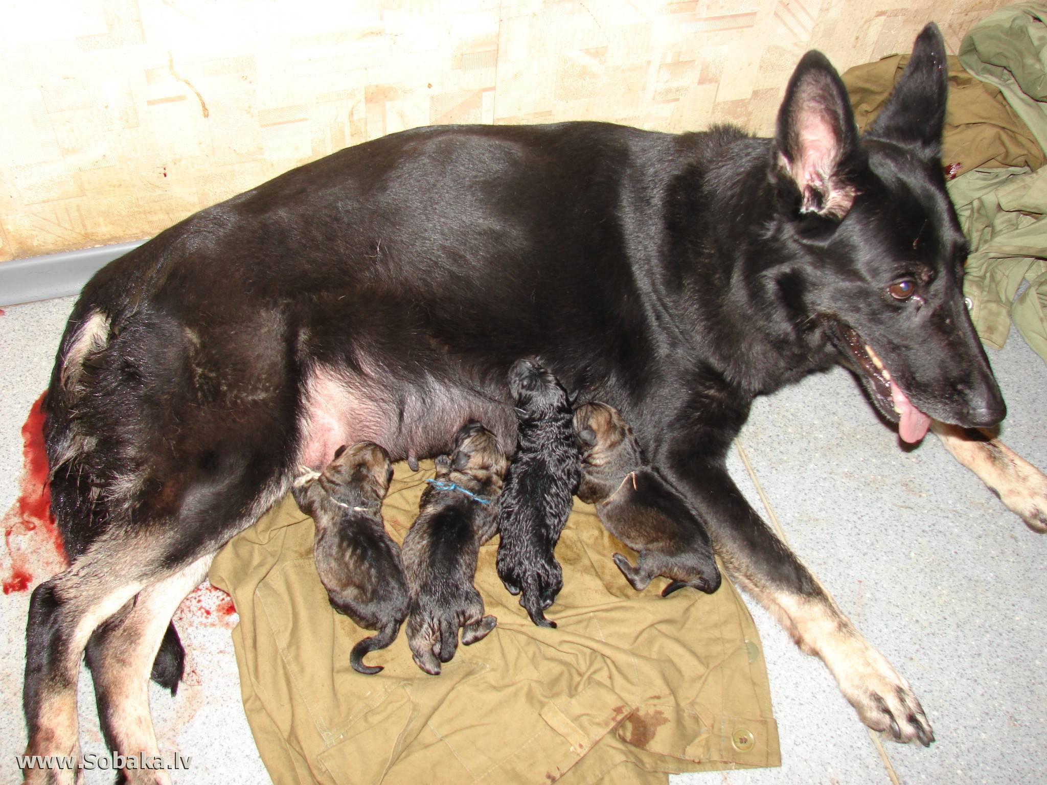 Немецкая овчарка - беременность и помощь при рождении щенков