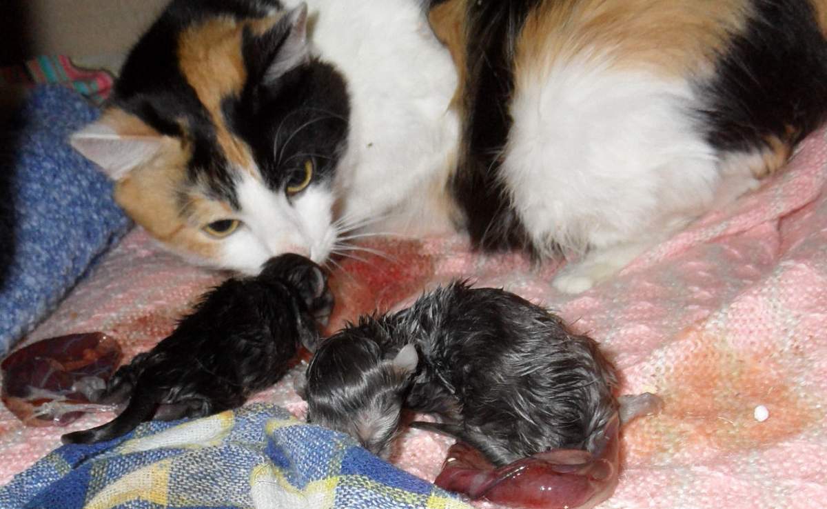 Как понять, что кошка рожает: первые предвестники скорых родов | ваши питомцы