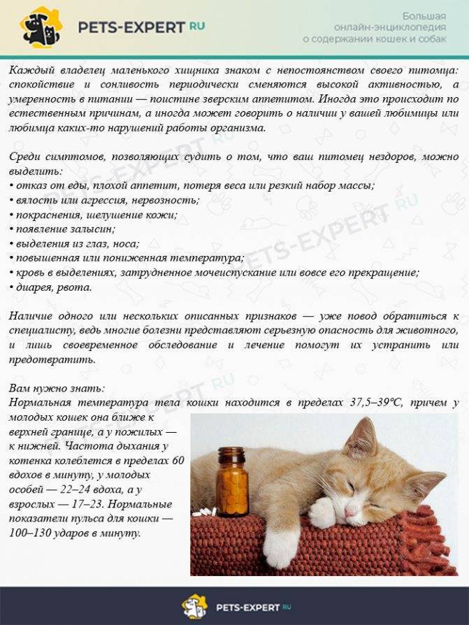 Кошка дрожит – причины, профилактика, лечение