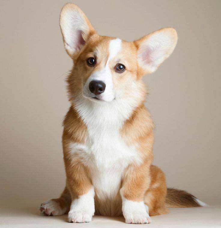 Породы собак с короткими лапами: фото и названия | «дай лапу»