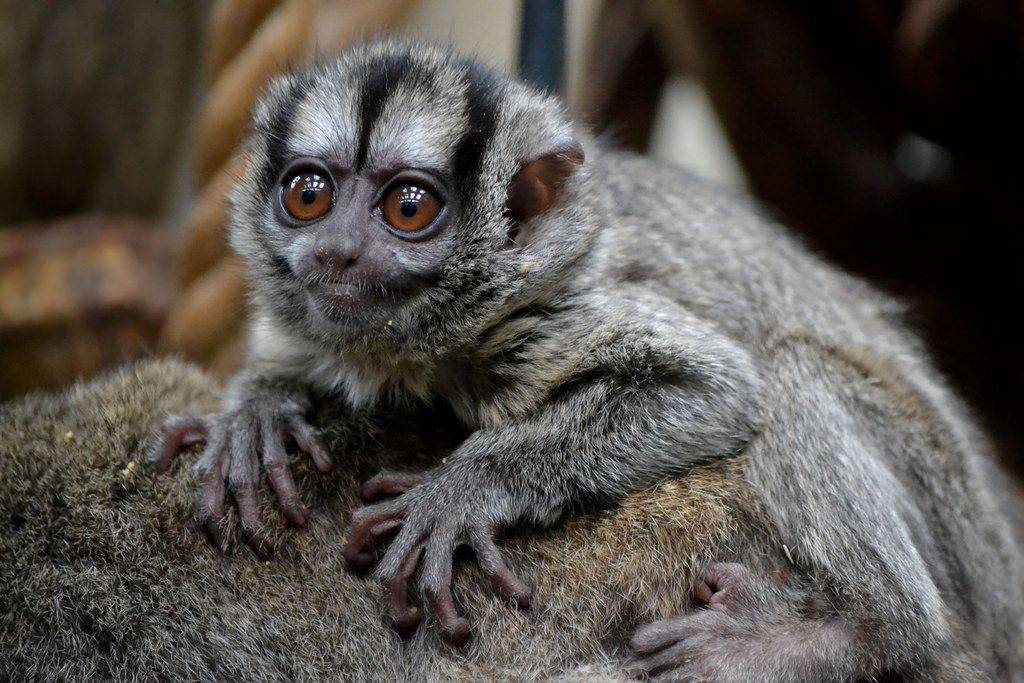 Широконосые обезьяны - виды, названия и фото | род широконосых обезьян