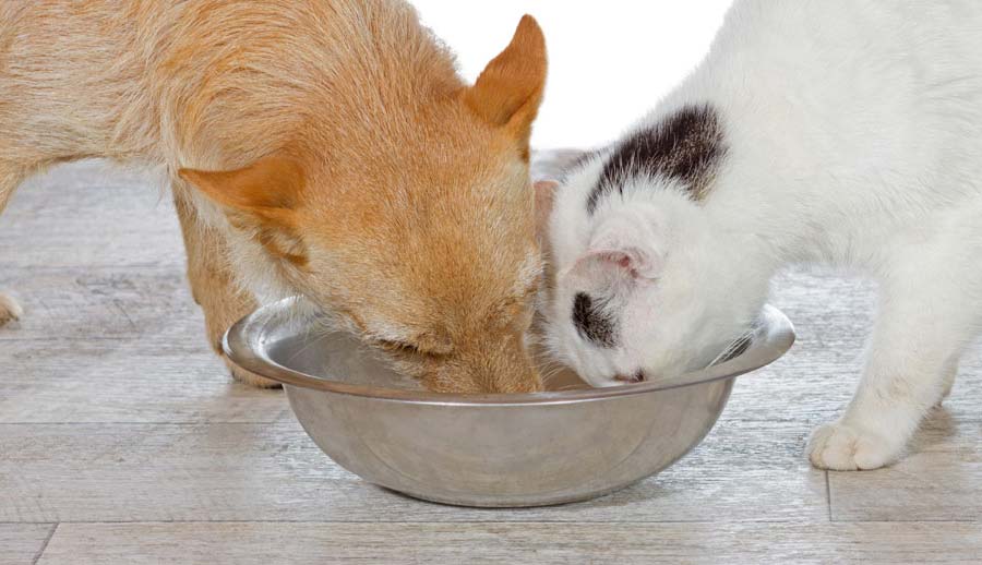 Как помочь кошке в жару: полезные советы
как помочь кошке в жару: полезные советы