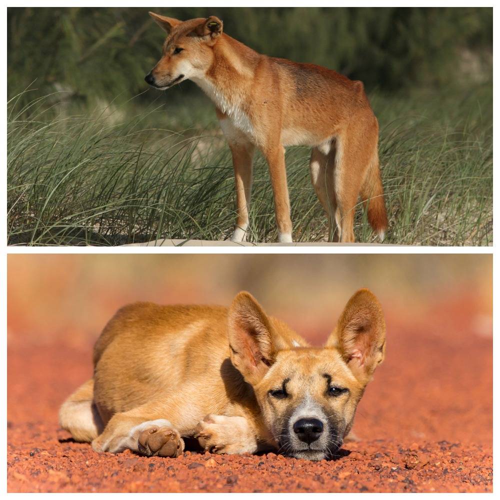 Динго (австралийская дикая собака): описание вида с фото и видео