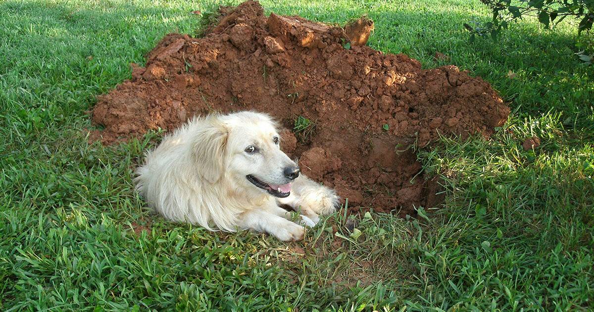 Почему собаки копают ямы, землю, клумбы, грядки, подстилку, пол, в кровати, после родов, как отучить