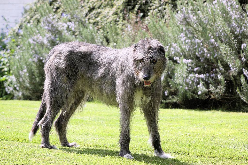 Какие породы псов относятся к волкодавам: виды собак, характеристики