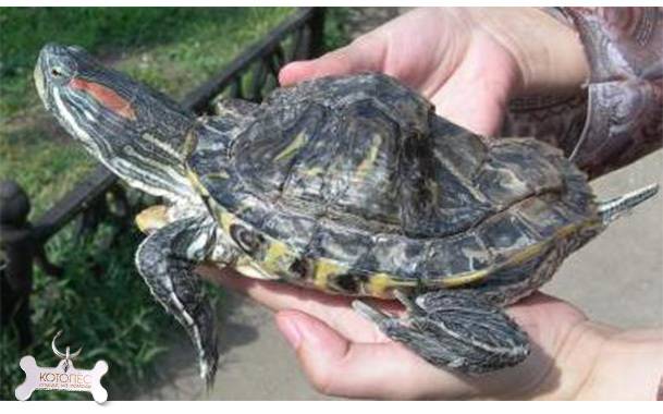 Лечение болезней водных красноухих черепах
