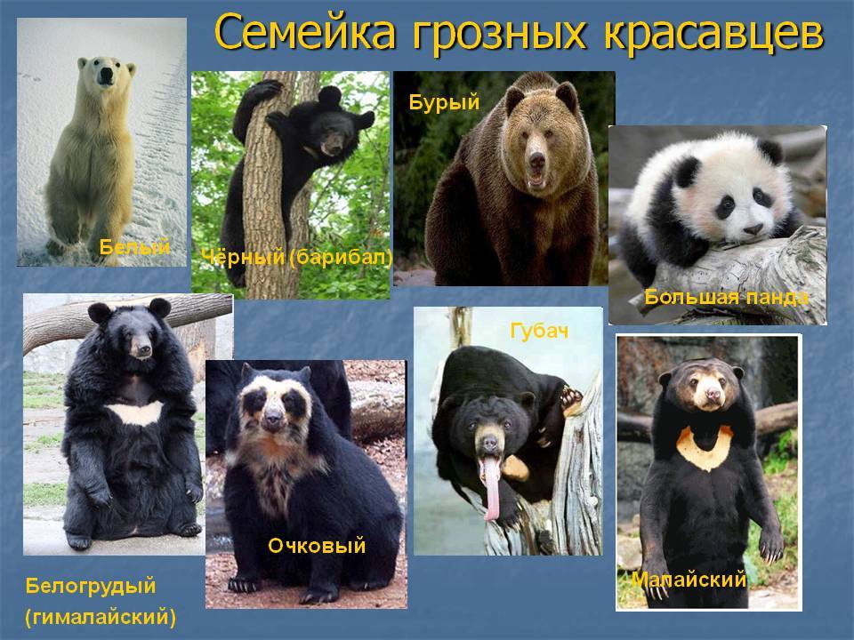 Виды медведей — все про семейство медвежьих, различия различных видов медведей, их основные виды