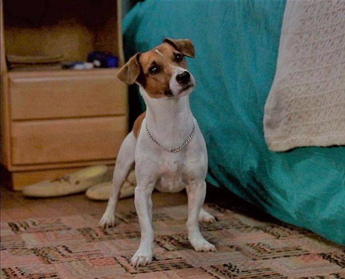 Майло - кличка собаки из фильма маска - значение имени, перевод