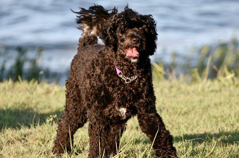 Португальская водяная собака. описание, особенности, уход и цена португальской водяной собаки | животный мир