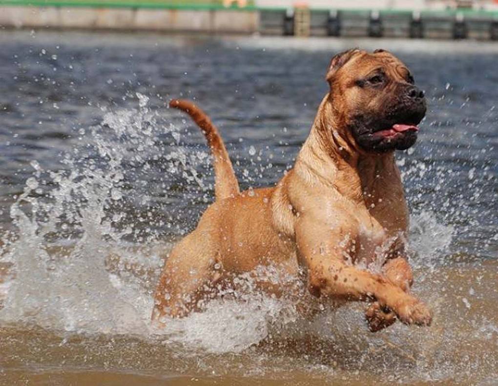 Самые сильные собаки в мире - топ 38 мощных пород (+ фото)