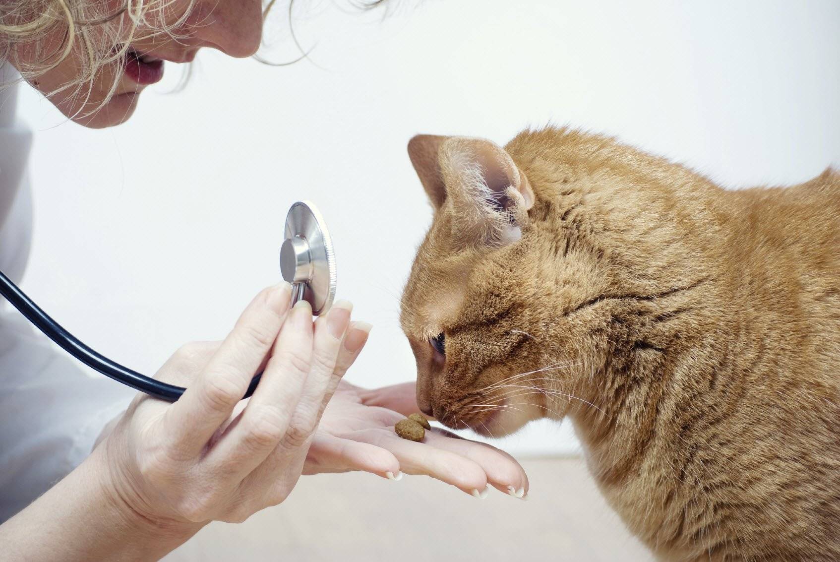Рецепты домашней еды в рационе кошки | блог ветклиники "беланта"