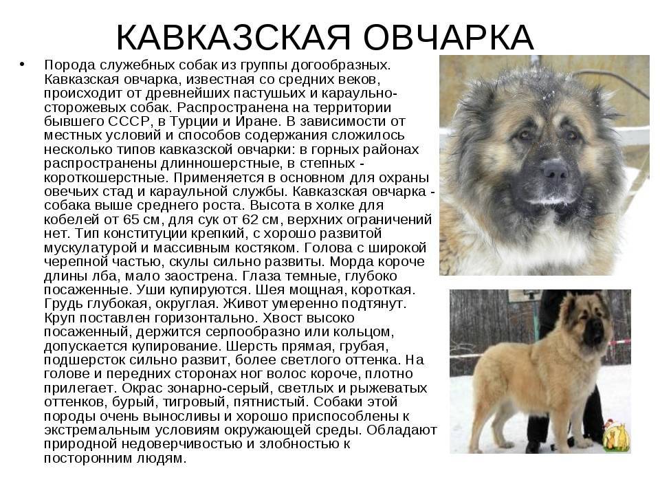 ᐉ 7 видов помесей или метисов овчарки: описание и фото, как отличить метиса от породистого пса - kcc-zoo.ru