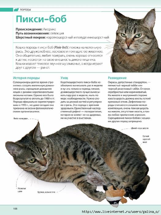 Пиксибоб: описание породы, фото кошки, стандарты, характер, поведение, отзывы владельцев