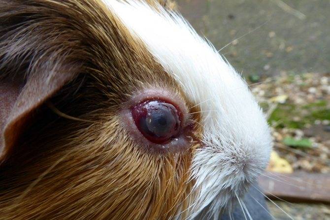 Болезни морских свинок: симптомы и лечение распространенных заболеваний