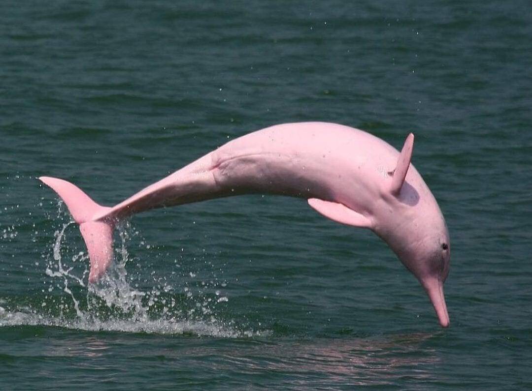 Дельфины это маленькие киты: правда или ложь?