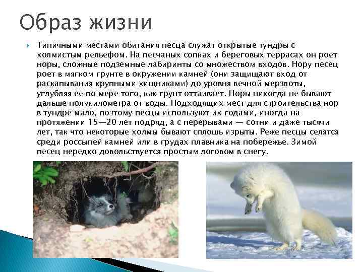 Песец: описание животного и фото, где живёт полярная лисица, чем питается