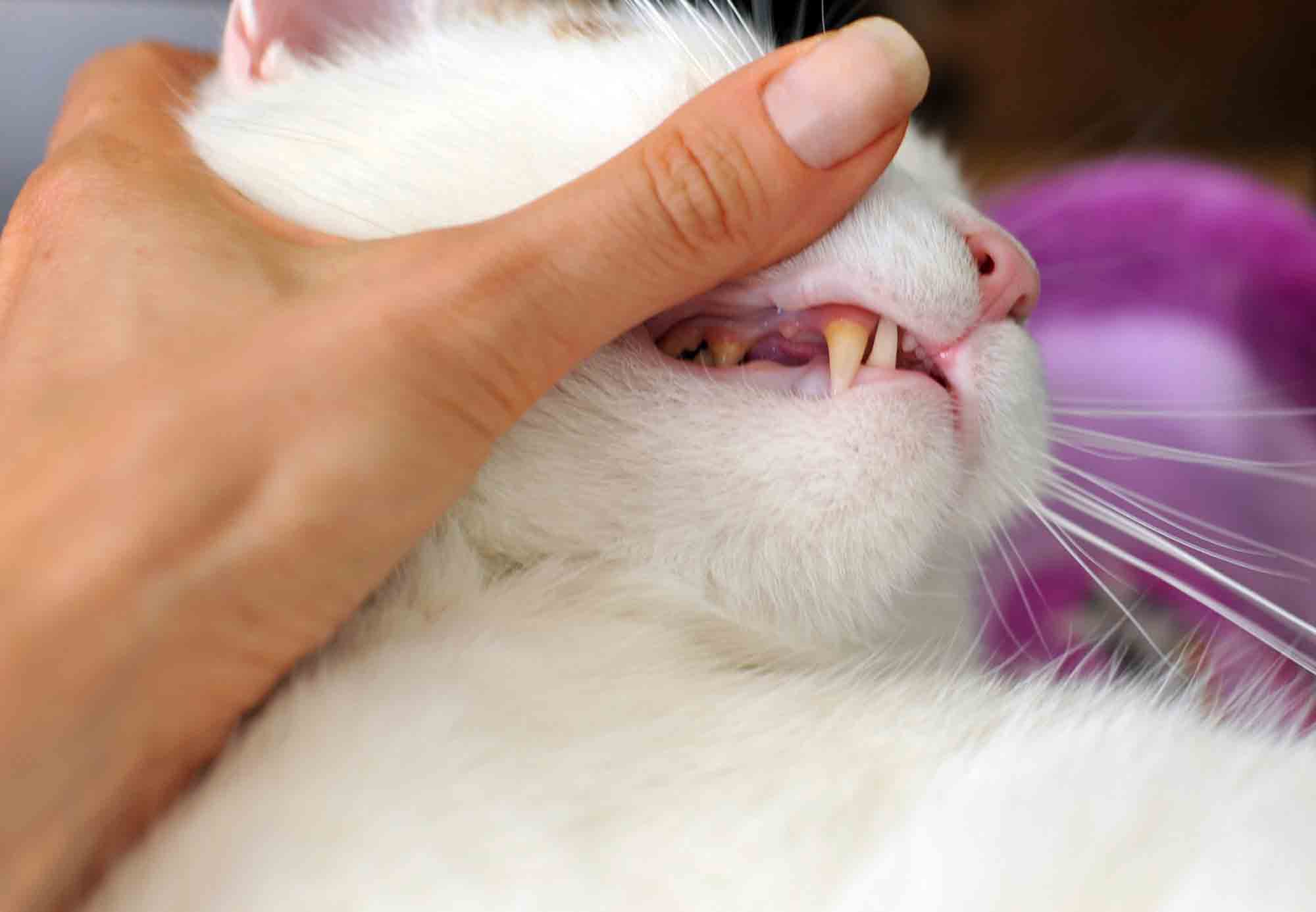Эозинофильная гранулема у кошек: что это, описание причин, симптомов и методов лечения