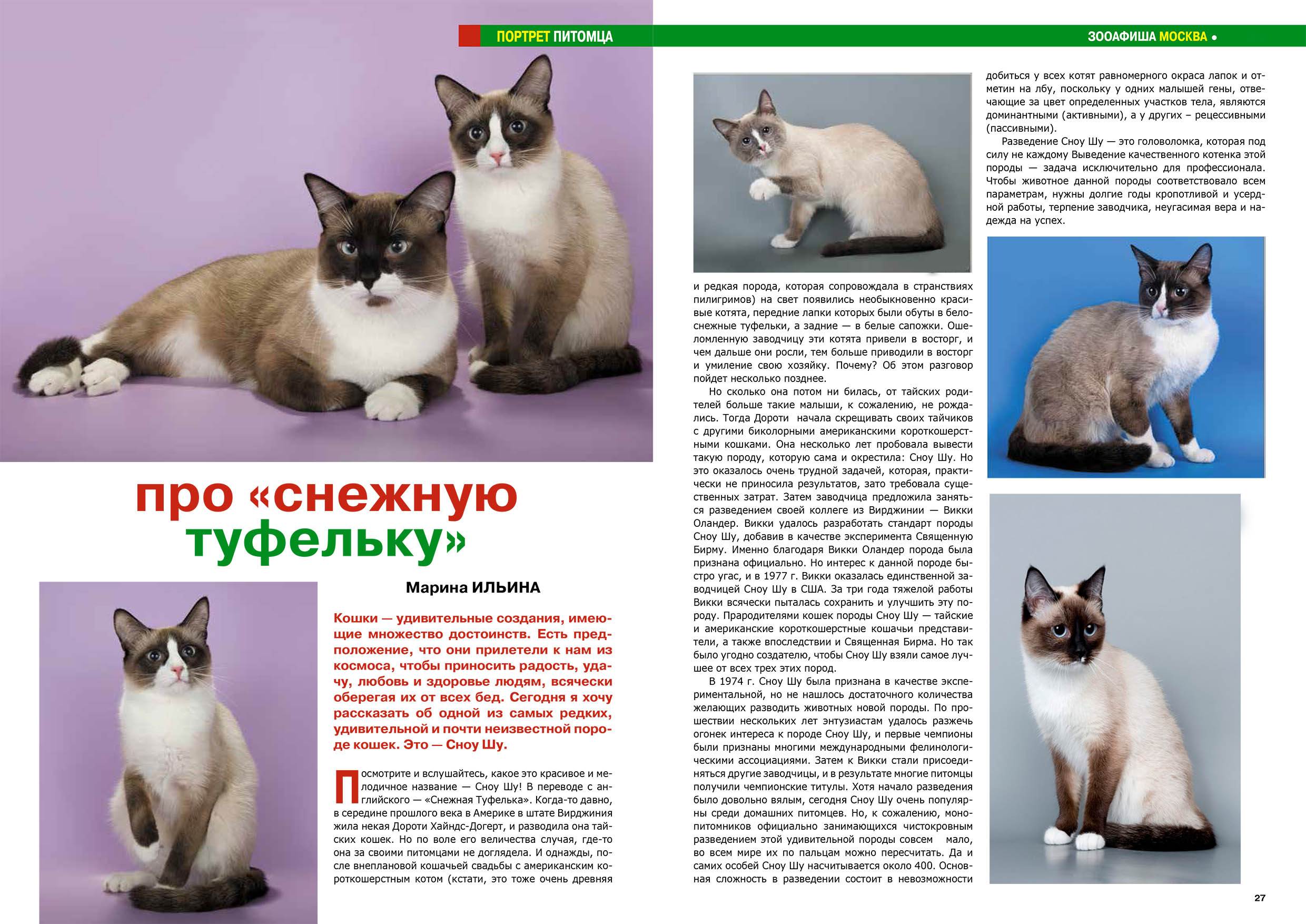 Тонкинская кошка: породные особенности, содержание, характер, как выбрать