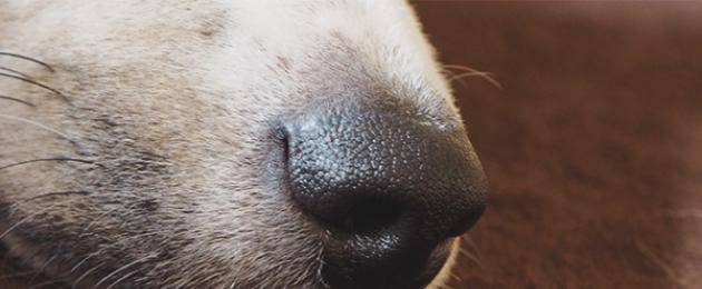 Почему у собак сухой нос и что нужно с этим делать?