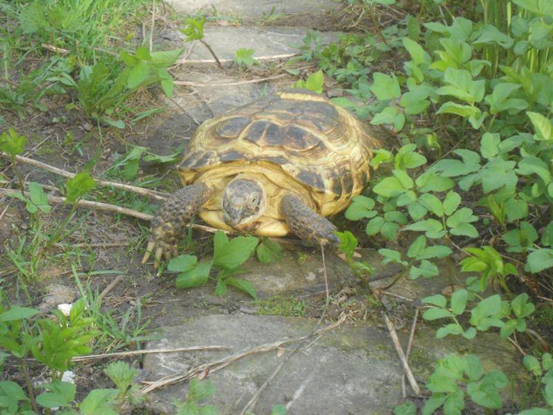 Примета найти черепаху живую на улице