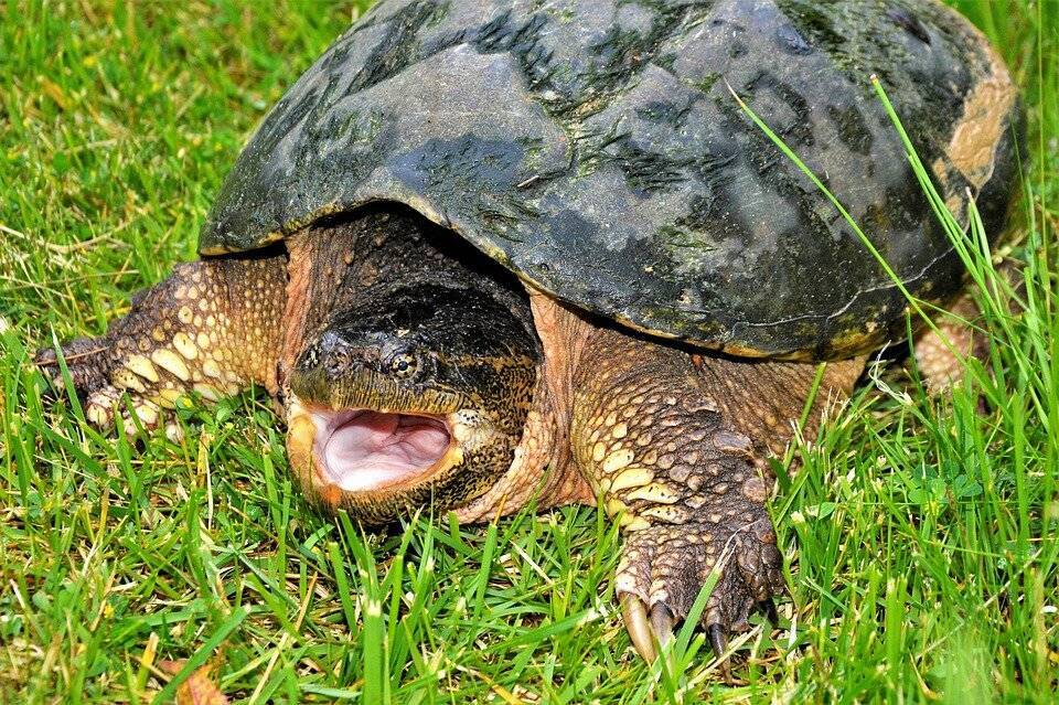 Каймановая черепаха: фото, внешний вид, ареал обитания
