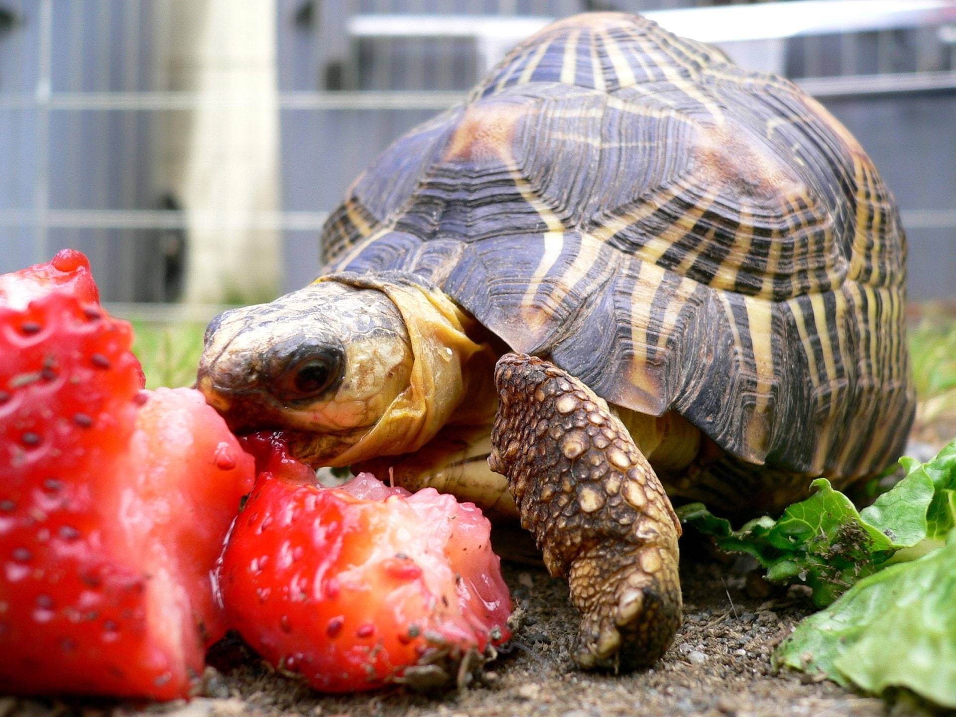 Чем кормить черепаху – правильный рацион, советы