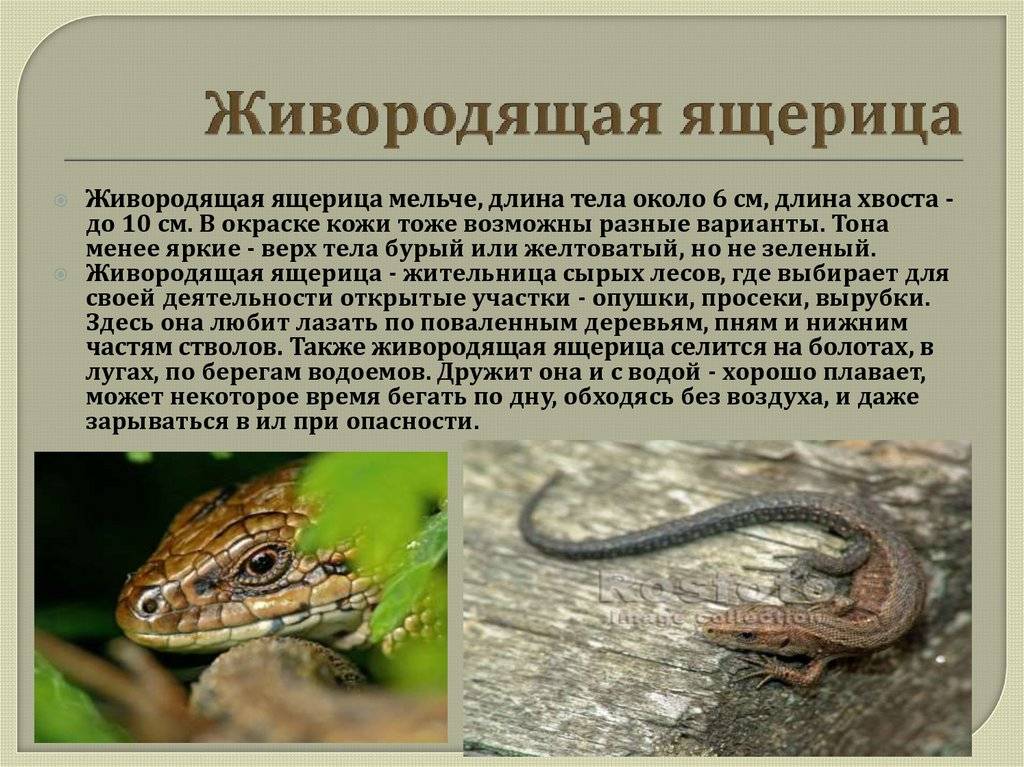 Ящерица геккон: фото и описание, среда обитания, уход и кормление в домашних условиях, невероятные факты :: syl.ru