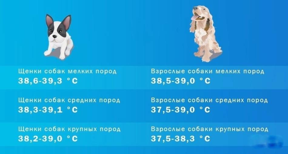 Температура тела собак норма мелких пород