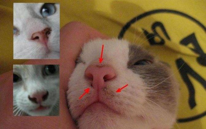 Коричневые выделения из носа у кота, гной из глаз – что это такое и как лечить животное?