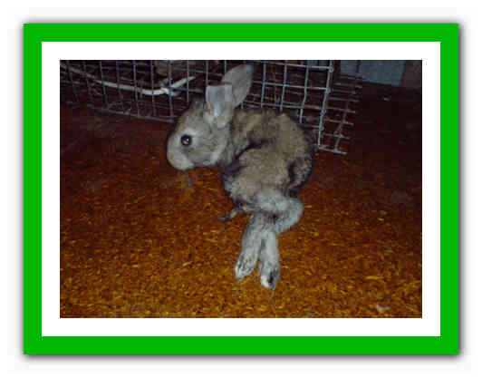 Признаки поноса у декоративного кролика: как может помочь хозяин питомцу