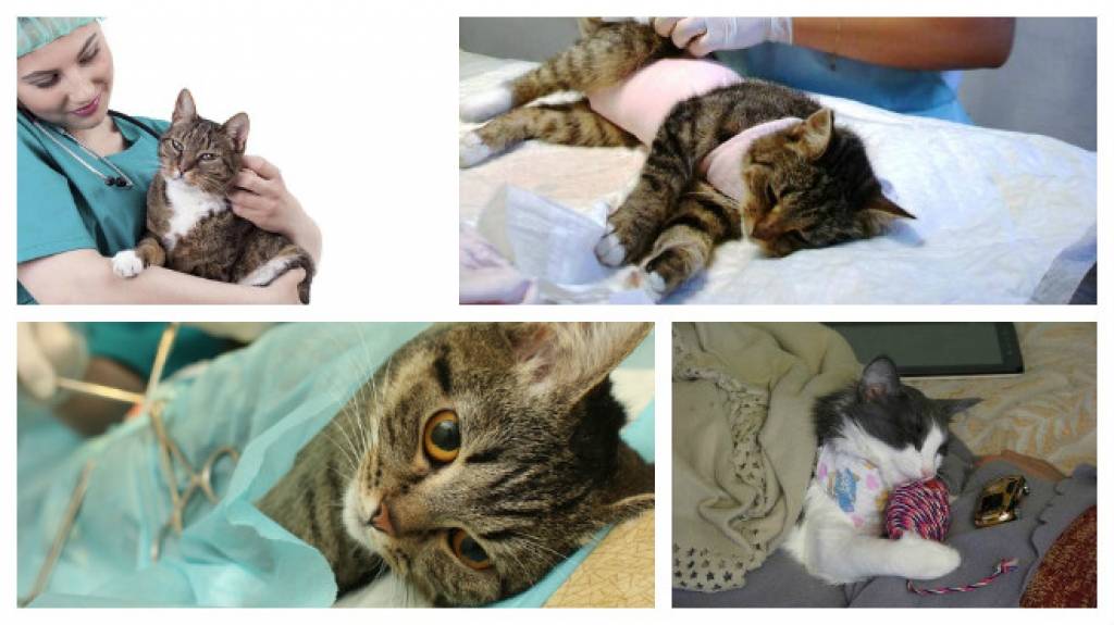 Можно ли стерилизовать беременную кошку, правила и советы ветеринаров
