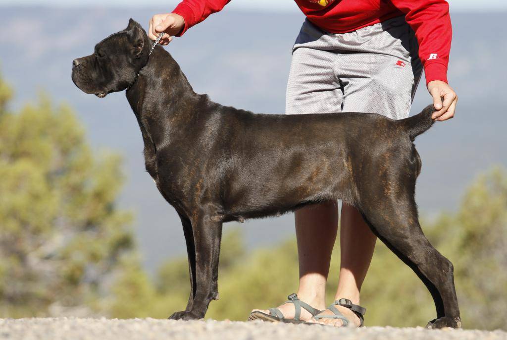 Собаки кане корсо: описание и характеристика итальянской породы, воспитание щенка, уход и кормление