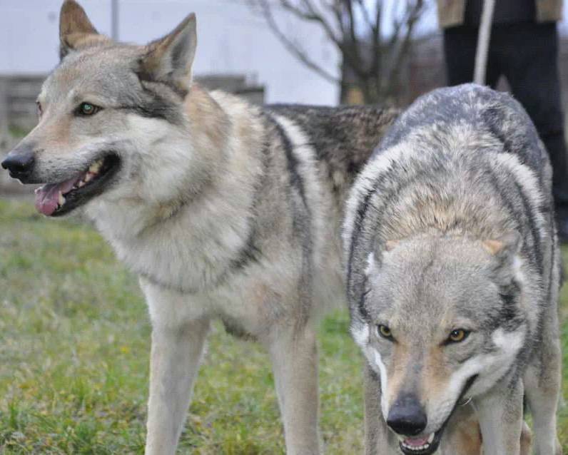 Как выглядят северные инуитские собаки: подробное описание лютоволков