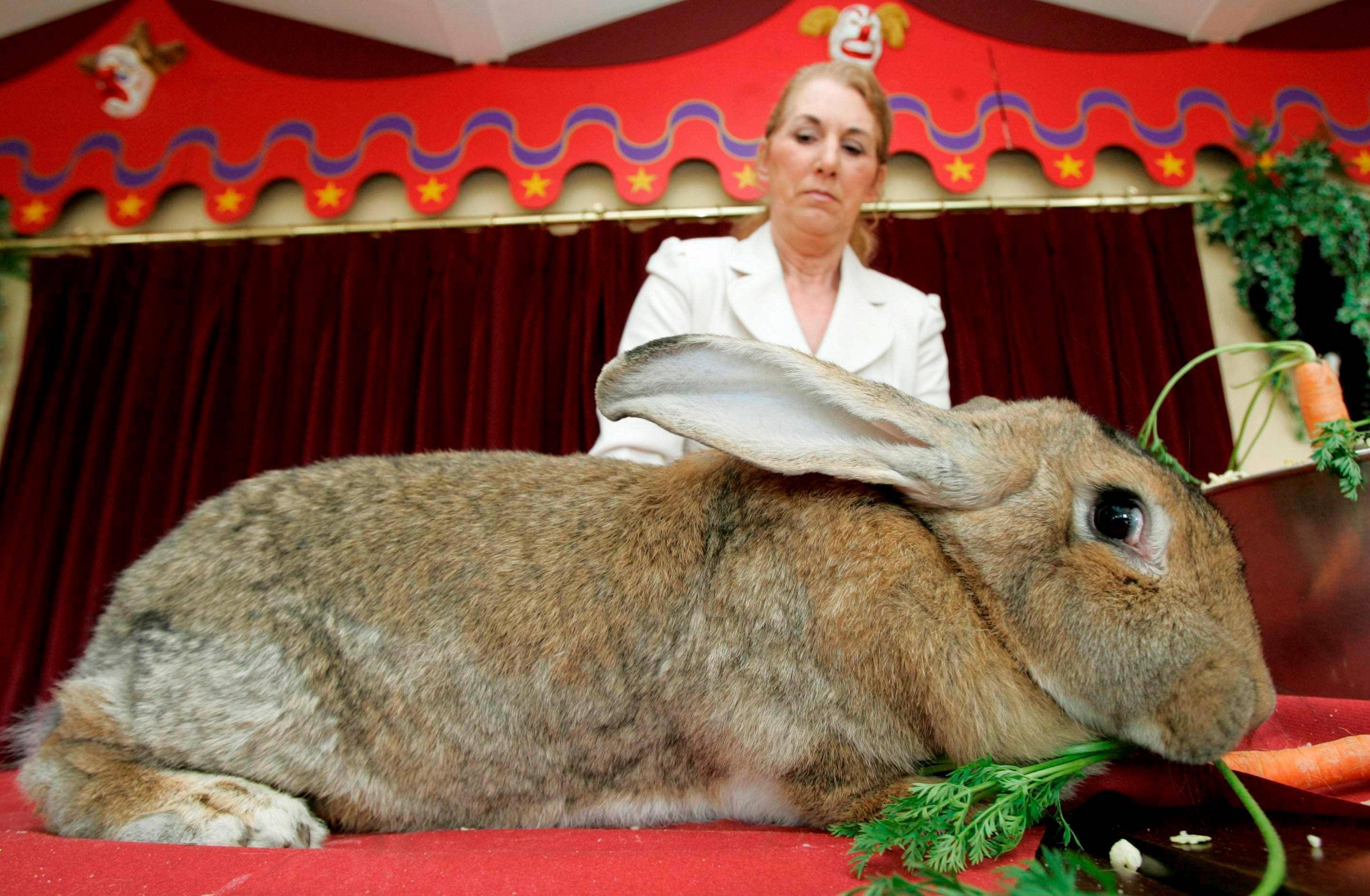 ᐉ самая крупная порода кроликов в мире - zooon.ru